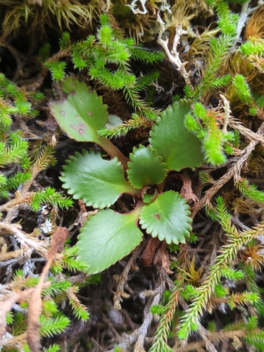 Micranthes rufidula, photograph 1