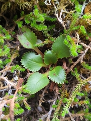 Micranthes rufidula
