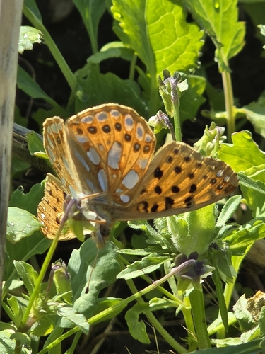 Queen of Spain Fritillary