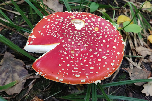 Fly Agaric