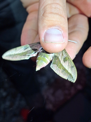Leafy Spurge Hawkmoth