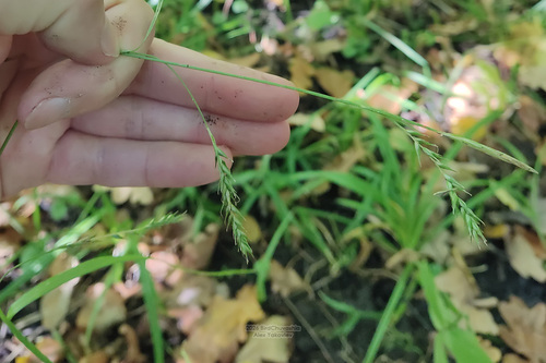 European Woodland Sedge