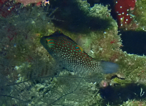 Canthigaster janthinoptera observed 2026-08-31