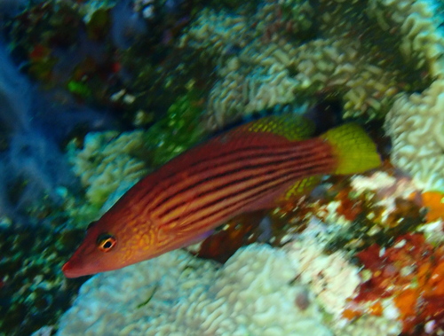 Pseudocheilinus octotaenia observed 2026-08-31