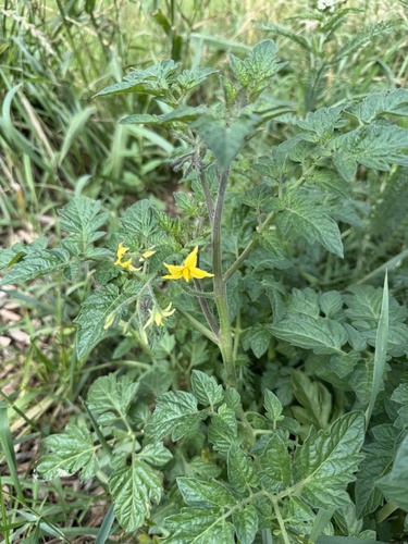 Наблюдение на iNaturalist