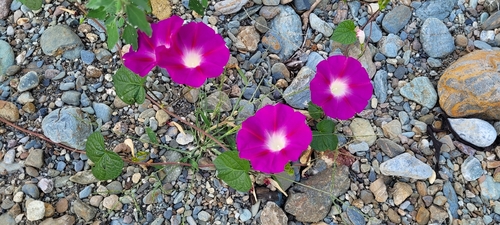 common morning-glory