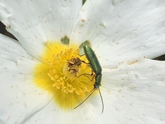 Chrysanthia flavipes