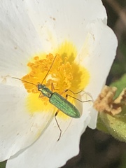 Chrysanthia flavipes