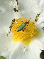 Chrysanthia flavipes