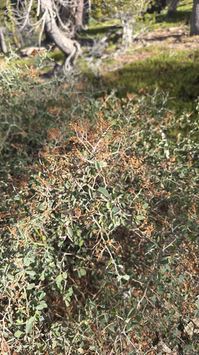 Ceanothus cordulatus, photograph 2
