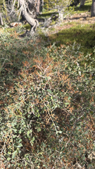Ceanothus cordulatus, photograph (c) harrii, some rights reserved (CC BY)