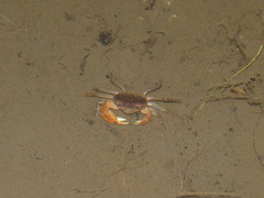 Geothelphusa bicolor