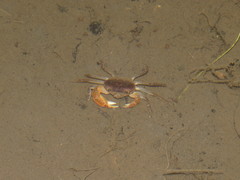 Geothelphusa bicolor