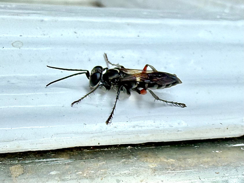 Liris subtessellatus observed 2026-09-08