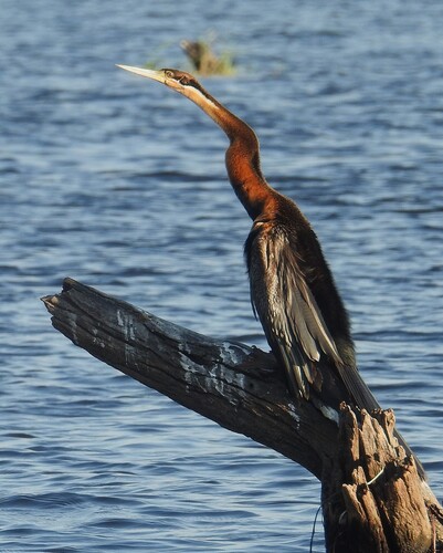 iNaturalist image