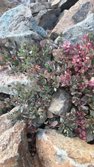Koenigia davisiae