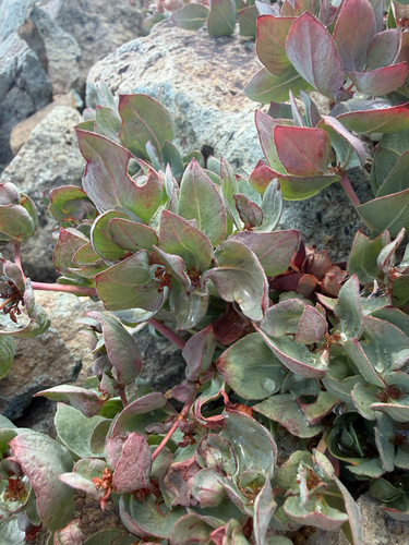 Koenigia davisiae, photograph 2