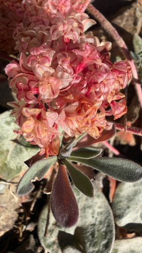 Eriogonum lobbii, photograph 1