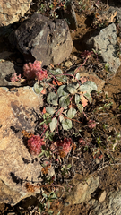 (c) harrii, some rights reserved (CC BY) Eriogonum lobbii, photograph (c) harrii, some rights reserved (CC BY)