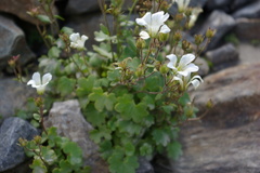 Saxifraga bracteata