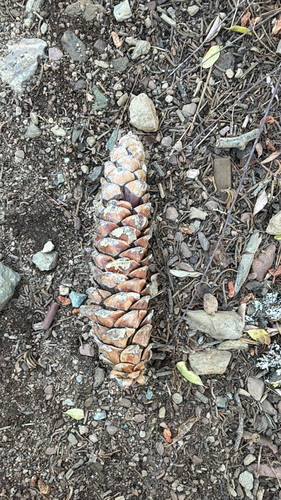 Pinus lambertiana, photograph 4
