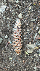 Pinus lambertiana, photograph (c) harrii, some rights reserved (CC BY)