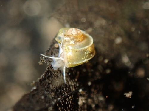 Valvata tricarinata observed 2026-08-25