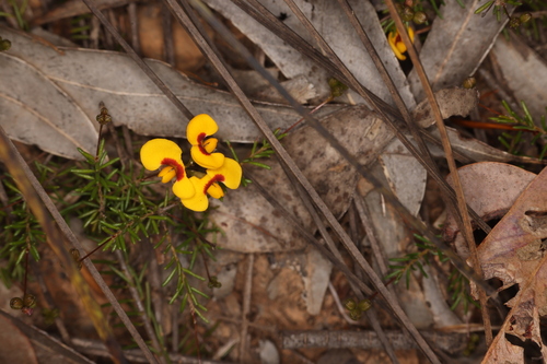Dillwynia parvifolia observed 2026-09-08