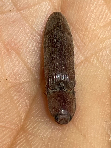 V click beetle