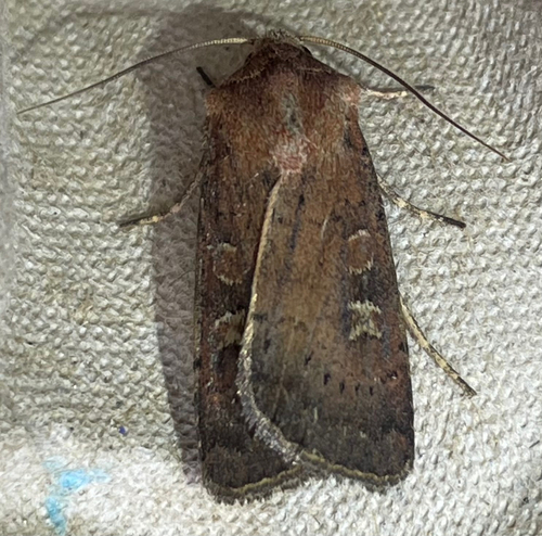 Square-spot Rustic