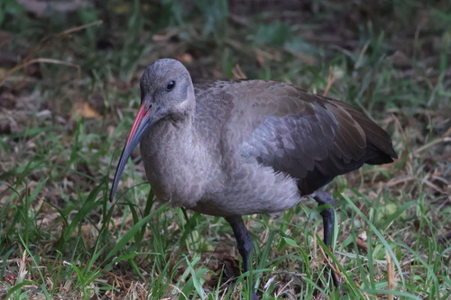 iNaturalist image