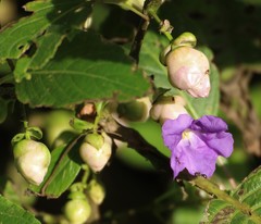 Strobilanthes callosa