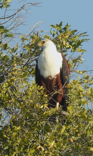 iNaturalist image