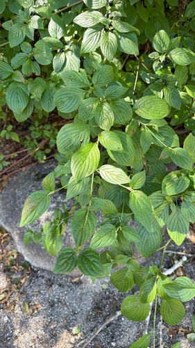 Cornus sessilis