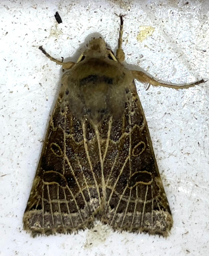 Lunar Underwing