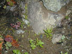 Ophioglossum thermale