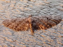 Eupithecia annulata
