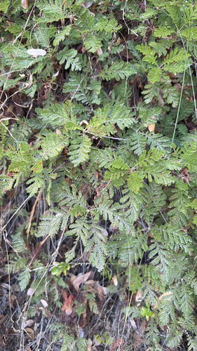 Chamaebatia foliolosa