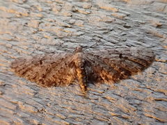 Eupithecia annulata