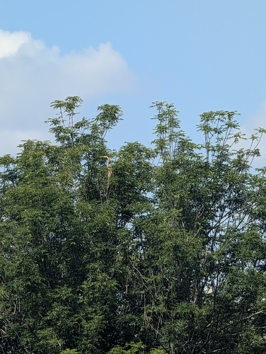 Purple Heron