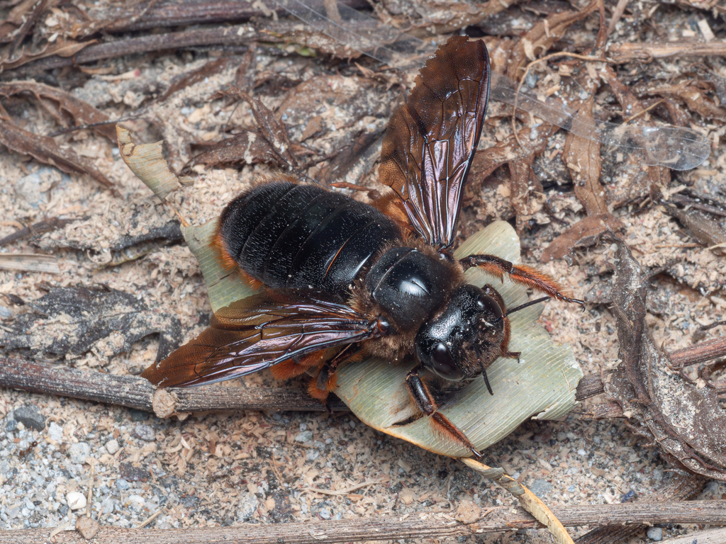 Xylocopa ogasawarensis