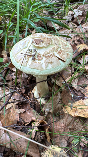 False Death-cap