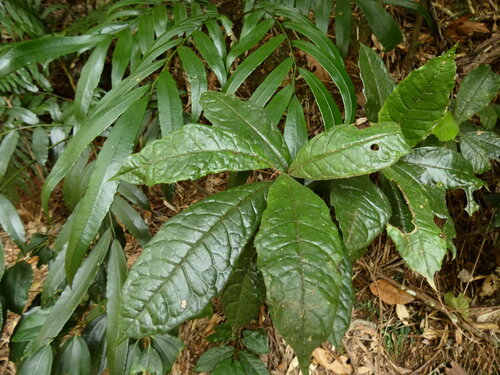 Hairy polyosma (Polyosma hirsuta)