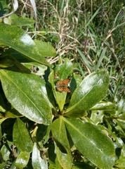 Lycaena salustius