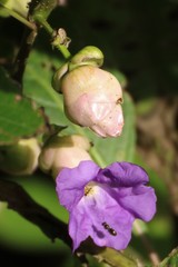 Strobilanthes callosa