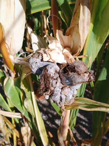Corn Smut