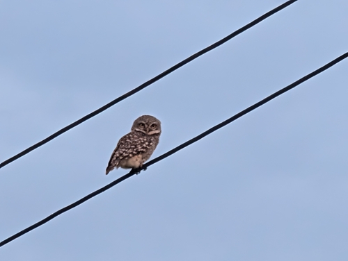 Spotted Owlet