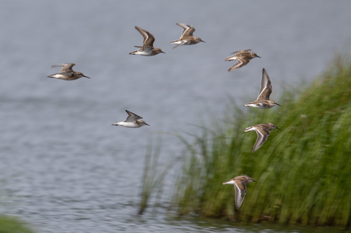 iNaturalist image