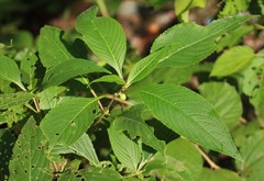Strobilanthes callosa