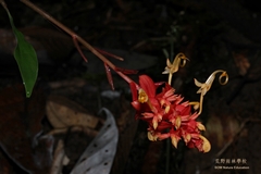 Globba atrosanguinea